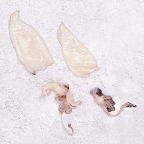 Patagonian Squid