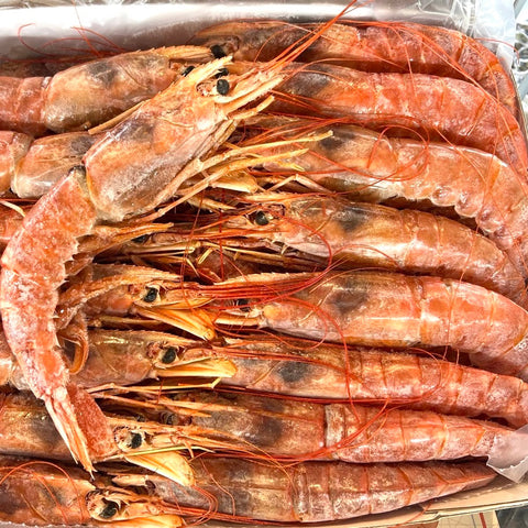 Premium Large Red Shrimp Head-On