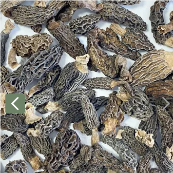 Sabarot - Dried Morels wild mushrooms - Champignons Morilles