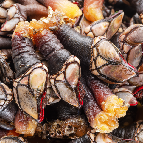 Wild Goose Barnacles