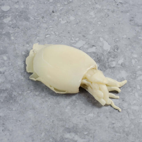 Cuttlefish laid out on marble, seen from above.