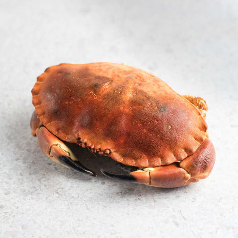 European Brown Crab Cooked set on marble, front view.