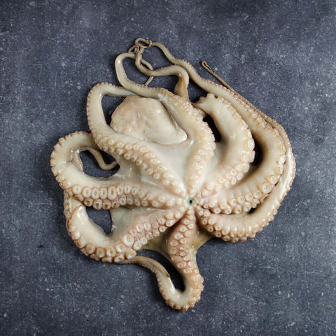 Large Spanish Octopus placed on a table, seen from above. 